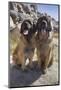 Leonbergers enjoying the high desert-Zandria Muench Beraldo-Mounted Photographic Print