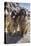 Leonbergers enjoying the high desert-Zandria Muench Beraldo-Stretched Canvas