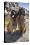 Leonbergers enjoying the high desert-Zandria Muench Beraldo-Stretched Canvas