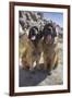 Leonbergers enjoying the high desert-Zandria Muench Beraldo-Framed Photographic Print