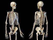 3/4 upper body view of human skeletal and vascular systems, black background.-Leonello Calvetti-Art Print