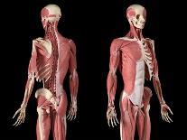 3/4 upper body view of human skeletal and vascular systems, black background.-Leonello Calvetti-Art Print