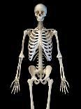 Upper body view of human skeletal system on black background.-Leonello Calvetti-Art Print