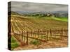 Leoness Cellars, Temecula, California, USA-Richard Duval-Stretched Canvas