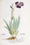 Iris Germanica, 1542-Leonhard Fuchs-Mounted Giclee Print