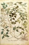 Tilia Foemina, Lindenbaum, or Lime Tree, Illustration from "De Historia Stirpium"-Leonhard Fuchs-Stretched Canvas