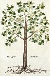 Tilia Foemina, Lindenbaum, or Lime Tree, Illustration from "De Historia Stirpium"-Leonhard Fuchs-Giclee Print