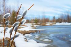 Spring Landscape with Willow Branches-Leonid Ikan-Photographic Print