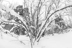 Winter Landscape. Sunset in the Winter Snow-Covered Park.-Leonid Ikan-Photographic Print