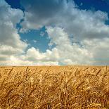 Wheat Field Landscape with Sky-Leonid Nyshko-Mounted Photographic Print