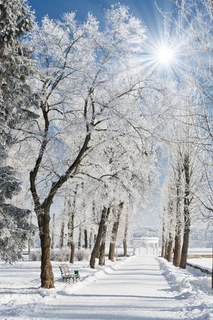 Beautiful Winter Landscape with Snow Covered Trees