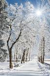 Beautiful Winter Landscape with Snow Covered Trees-Leonid Tit-Photographic Print