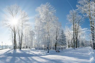 Beautiful Winter Landscape with Snow Covered Trees