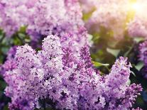 Close-Up Beautiful Lilac Flowers with the Leaves-Leonid Tit-Photographic Print