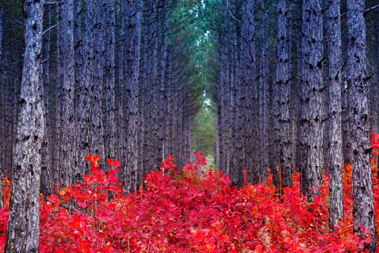 Premium Photographic Print, , large