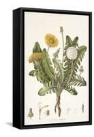 Leontoden Taraxacum from Flora Londinensis, 1777-1798-William Curtis-Framed Stretched Canvas