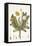 Leontoden Taraxacum from Flora Londinensis, 1777-1798-William Curtis-Framed Stretched Canvas