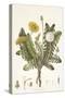 Leontoden Taraxacum from Flora Londinensis, 1777-1798-William Curtis-Stretched Canvas