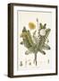 Leontoden Taraxacum from Flora Londinensis, 1777-1798-William Curtis-Framed Giclee Print