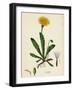 Leontodon Hispidus Rough Hawk-Bit-null-Framed Giclee Print