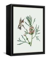 Leonurus Japonicus II-Melissa Wang-Framed Stretched Canvas