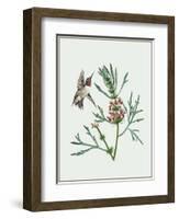 Leonurus Japonicus II-Melissa Wang-Framed Art Print