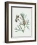 Leonurus Japonicus II-Melissa Wang-Framed Art Print