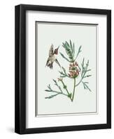 Leonurus Japonicus II-Melissa Wang-Framed Art Print