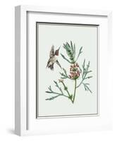 Leonurus Japonicus II-Melissa Wang-Framed Art Print