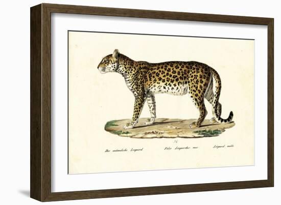 Leopard, 1824-Karl Joseph Brodtmann-Framed Giclee Print