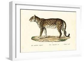 Leopard, 1824-Karl Joseph Brodtmann-Framed Giclee Print