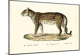 Leopard, 1824-Karl Joseph Brodtmann-Mounted Giclee Print