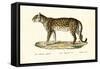 Leopard, 1824-Karl Joseph Brodtmann-Framed Stretched Canvas