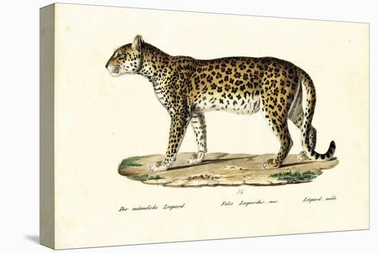 Leopard, 1824-Karl Joseph Brodtmann-Stretched Canvas