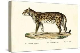 Leopard, 1824-Karl Joseph Brodtmann-Stretched Canvas