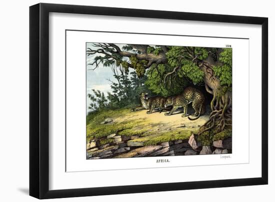 Leopard, 1860-null-Framed Giclee Print