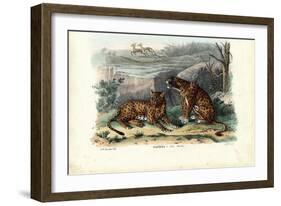 Leopard, 1863-79-Raimundo Petraroja-Framed Giclee Print