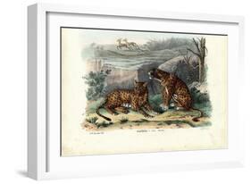 Leopard, 1863-79-Raimundo Petraroja-Framed Giclee Print