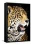 Leopard 2-Dennis Goodman-Framed Stretched Canvas