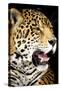 Leopard 2-Dennis Goodman-Stretched Canvas