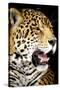 Leopard 2-Dennis Goodman-Stretched Canvas