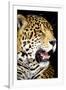 Leopard 2-Dennis Goodman-Framed Photographic Print