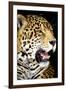 Leopard 2-Dennis Goodman-Framed Photographic Print