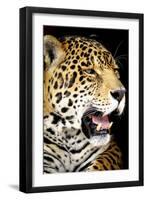 Leopard 2-Dennis Goodman-Framed Photographic Print