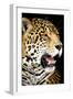 Leopard 2-Dennis Goodman-Framed Photographic Print