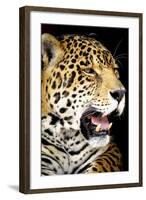 Leopard 2-Dennis Goodman-Framed Photographic Print