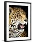 Leopard 2-Dennis Goodman-Framed Photographic Print