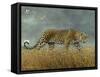 Leopard 2-Harro Maass-Framed Stretched Canvas