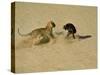 Leopard About to Kill a Terrified Baboon-John Dominis-Stretched Canvas
