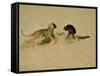 Leopard About to Kill a Terrified Baboon-John Dominis-Framed Stretched Canvas